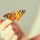 Μασάζ άγγιγμα της πεταλούδας Βιωματικό σεμινάριο       Butterfly touch massage workshop